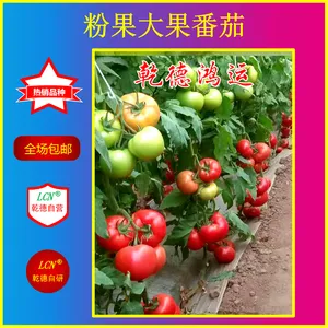 乾德鸿运、精品粉果番茄种子,寿光最美番茄品种