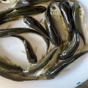 ��ɫС������ ��˿����1-6���� ��ֳָ��