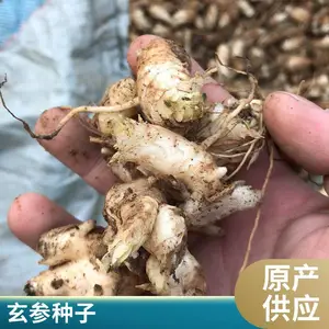 ���������� ��ҩ��������ֲ���� �������� �巽����