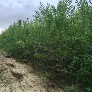 ����μ�϶�����ľ����С�绱3���ֻ��ؼ۸�,4���������糧������,����С����ر���