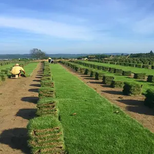 结缕草每捆价格 信誉可靠日本结缕草坪勇橙草皮绿化