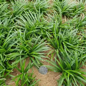 矮叶麦冬草种植,日本矮麦冬地被植物,庭院美化,保鲜快递全国