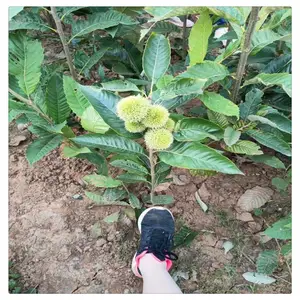 板栗实生苗价格 出售板栗种子 个大皮薄 油光板栗苗批发
