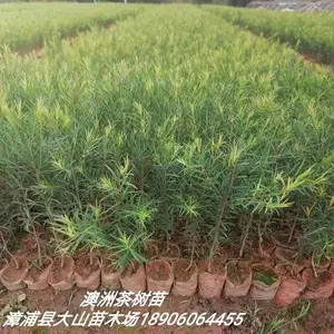 供应澳洲茶树、互叶白千层、提取精油