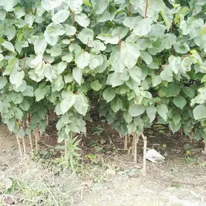 �ϸߴ���ݮ�硢֥����ݮ��������š��ϸߴ���ݮ��