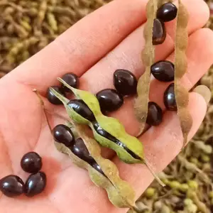 贵州野生苦参种苗_药材山豆根苗_山豆根种子_新鲜山豆根价格