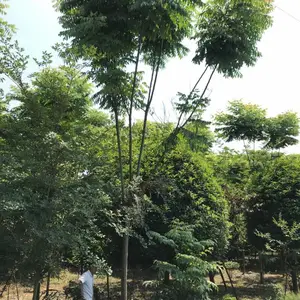 栾树价格 成都栾树基地批发 成都苗木网 四川栾树基地 明川园艺场供应特价栾树