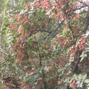 哪里有卖花椒苗的?
