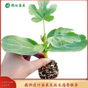 农户种植移动式育苗床 大棚育苗床 航迪苗床供应 看得见的品质