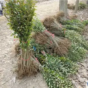 ��ҶŮ������ ͥԺΧǽ �����ֲ�� �ļ����� СҶŮ����