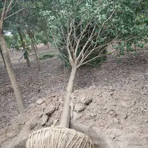 7���ִ�ҶŮ��۸� �׳ɻ� 