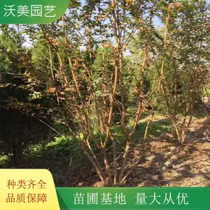 ����԰�ճ��� ������ޱС�� �����ȫ С��ͥԺ������������ֲ