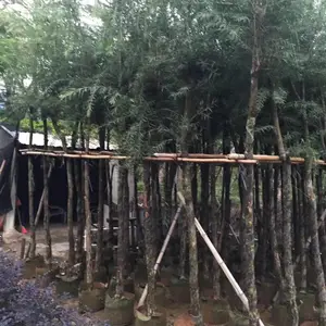 浙江红千层价格 浙江红千层基地供应商规格齐全价格实惠