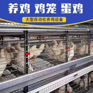 卓格自动化蛋鸡养殖大层叠立式鸡笼养鸡喂料清粪捡蛋恒温控制设备