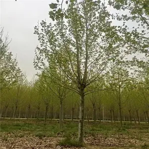 庆阳20-25公分法桐 市政道路绿化种植现货直发多种规格