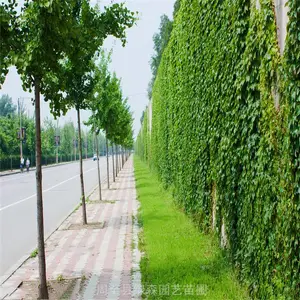 卖爬山虎 周至爬山虎爬藤树苗 爬墙虎墙体绿化枝长叶茂 陕西爬山虎专卖