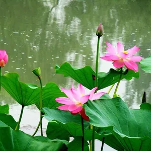 �ɻ���ź�� ��ź���� ���Ժɻ��ָ��� �ɻ���ź��