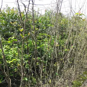 3-4�������ź��ĳ��� ���ź������� �������Ĳ���