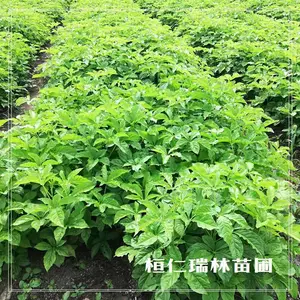 一二年生刺五加苗,种播苗,根系好,易成活,桓仁瑞林苗圃直供