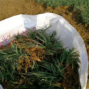 广东湛江春鹃小苗厂里恭请惠顾