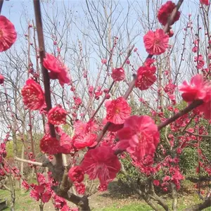 ��ܰ���ۣ��߸˴�ҶŮ�����磩�Ͼ����� �����е��̻�����Ӧ��������ֲ