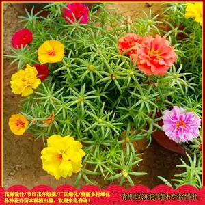 ԰���̻��óɻ�ݻ� �ذ�̫������ֲ���� �˶�����