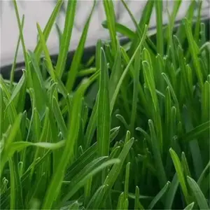 草坪切割机草坪 红三叶草皮卷 美国石竹种子