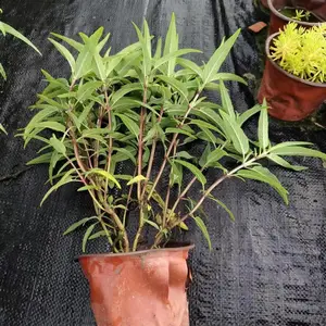 花坛栽培观赏 鼠尾草 花期8-10月 蓝紫色 巴蜀园艺