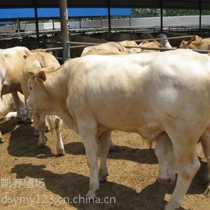 ��ţƷ�� ������ţ ³����ţ��������ţ ��������ͻ� ��ţ����