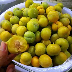 ����������ֲ,��������Ʒ��,�Ĵ������з���������