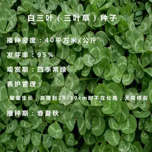 白三叶红三叶草坪草种子 进口绿化植物草种籽 四季青常绿种子