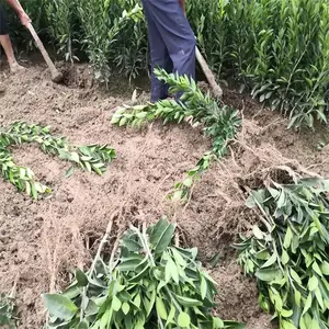 ���ϳ��������۽��������۸��ʵ������ǿ