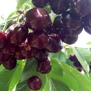 ������������ӣ���� ����ӣ������ ������