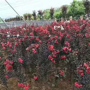 ���س��ۺ�Ҷ��ޱ 2-30���� С��ͥԺ��԰�쾰�̻� �����ȫ