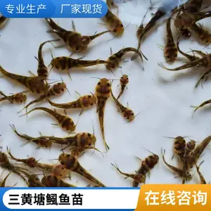 鲲腾 8-10公分 附近黄辣丁黄骨鱼苗基地 适应性强 优质好苗