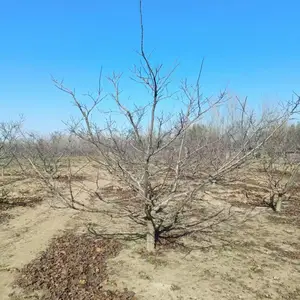 山东聊城二乔山楂树培育基地批发山楂树报价_15公分山楂树厂家大量供应_山楂树供应商自产自销全国发货