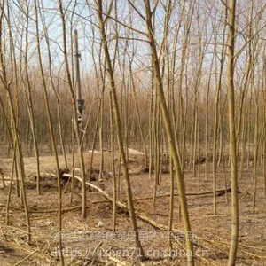 ��Ӧ������ľ���س��۴�������˿����3��10�����ϳ��۸��׳ɻ�ù���
