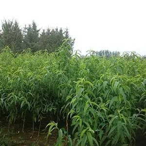 桃树苗-新泰超越苗木-桃树品种苗价格