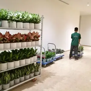 广州绿植物租摆 花卉租赁 植物摆放 园林绿化施工养护