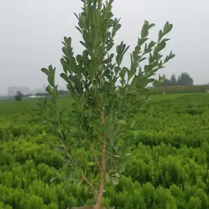 小叶黄杨绿化小苗 小叶黄杨厂家批发 小叶黄杨苗圃基地