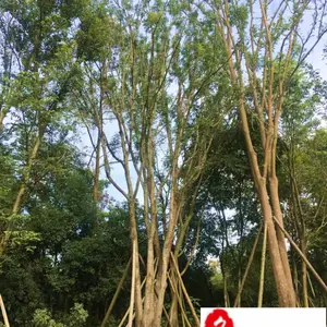 精品黄连木 丛生黄连木 15-30公分黄连木批发 成都黄连木基地直销 保质保量