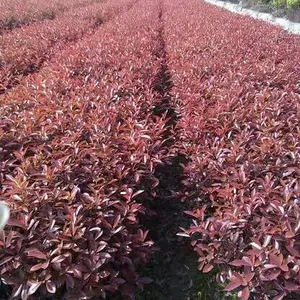 西藏拉萨红叶石楠苗木基地价格行情