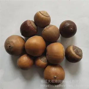 �����²�ժ��ľ���� �������� ��ѿ*** �۸���� ***