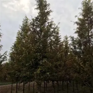 �����۸�