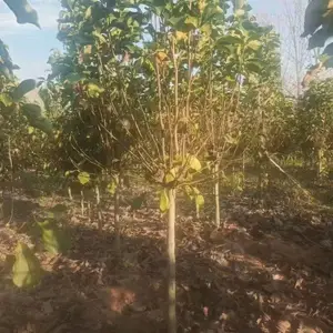 山东聊城白玉兰苗木基地批发销售,6公分红玉兰树苗厂家上车价格,玉兰产地供应商报价
