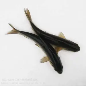 ������***Ʒ�ֺ�����-�������糡��Ӧ��������-2021