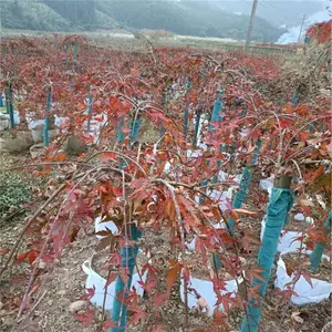 出售日本红枫流泉 花园庭院阳台造景植物 小区园林别墅绿化红枫树苗