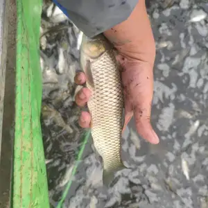 郑州鱼苗养殖场标准化孵化池环道鲤鱼苗种花鲢苗白鲢苗草鱼苗养殖技术指导