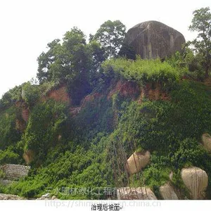 公路边坡草籽复绿山西仓库有现货大量出售