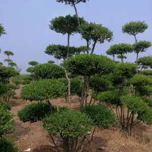 小叶女贞造型树修剪制作过程要领